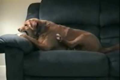 Dog thinks his leg is trying to steal his bone