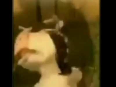 que onda gente se filtro un audio donde decian que si ganaba tal candidato iba a haber un atentado y si ganaba tal candidata iba a haber golpe de estado y no iba a haber viveres por 1 semana 🤠