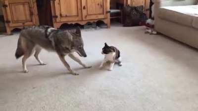 Coyote playing with the cat it grew up with