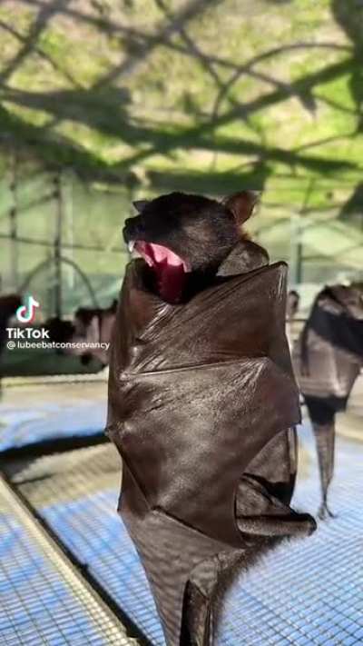 A big bat yawn