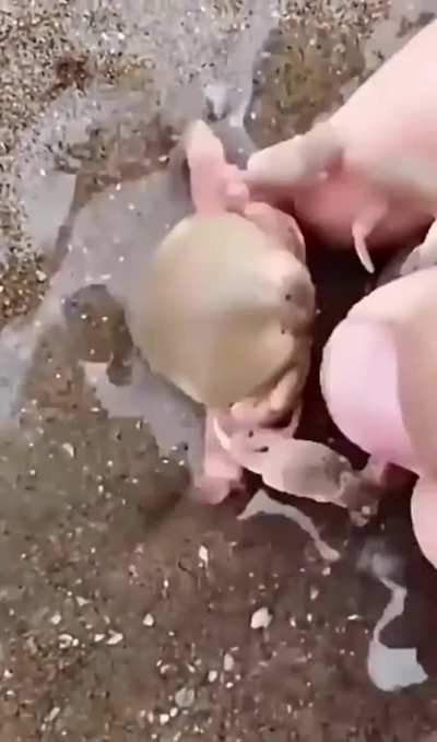 🔥 Crabs embrace for protecting each other..