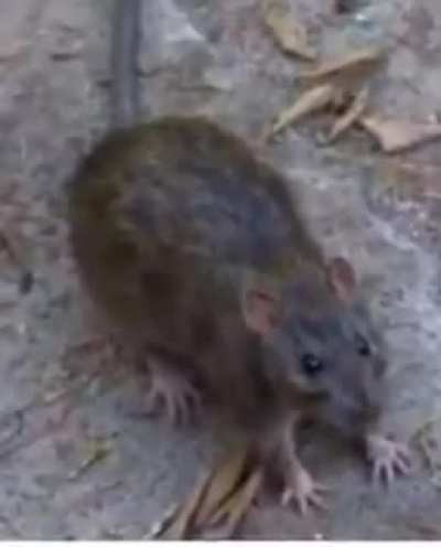 Danilo