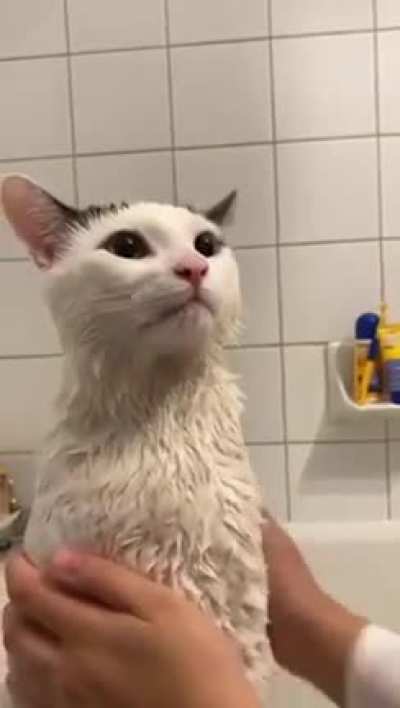 Gato