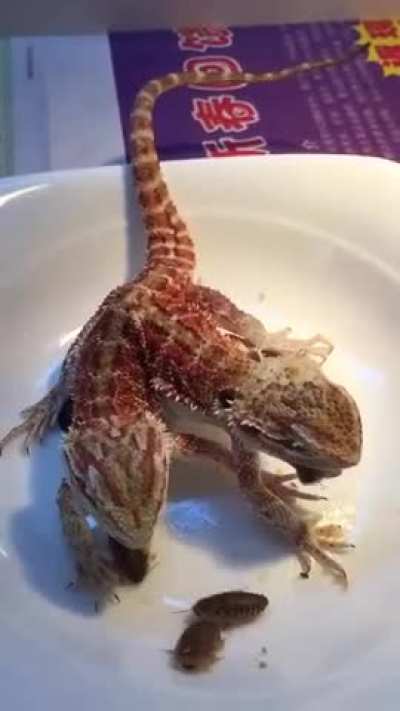 🔥 Two headed dragon