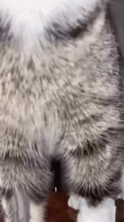 to show off