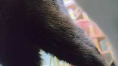 Dipper was very interested in my camera today.