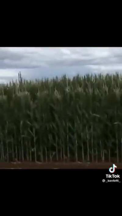 corn > wheat