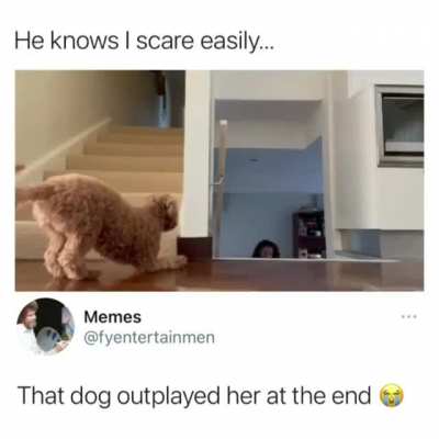 doggo is a bit too intelligent