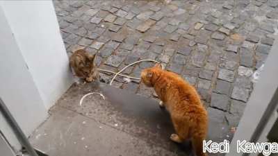 Kedi kavga ama por&ccedil;ay