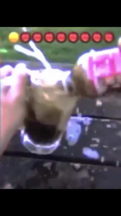 rootbeer