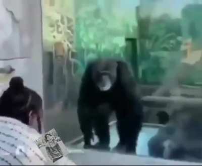 Humanos zzz