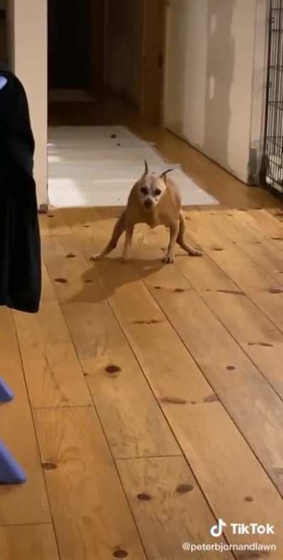 Turle2
