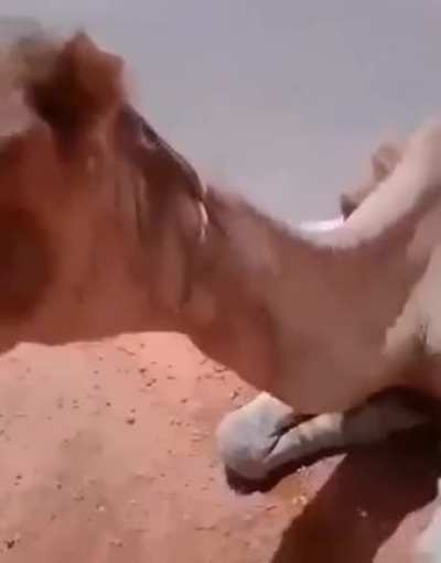 Fainted dromedary in the middle of the Algerian sahara desert, heat almost 60c&deg; (140 f&deg;)
