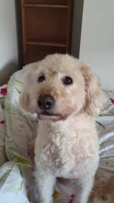 "You gonna stop barking?"
