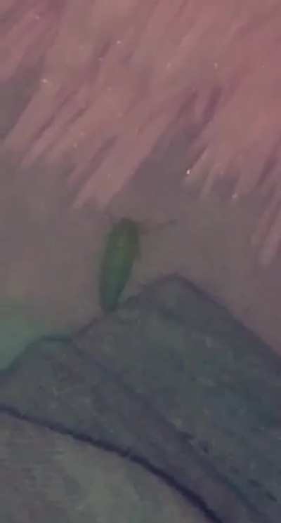 my friend seen't a bug