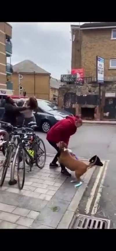 Lady gets mugged, also there&rsquo;s a dog and honking