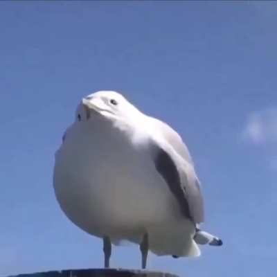 a a A AAAAAAA