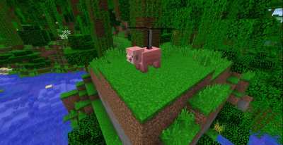 Fortunate Pig
