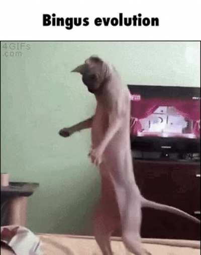 ⚠️BINGUS IS EVOLVING⚠️