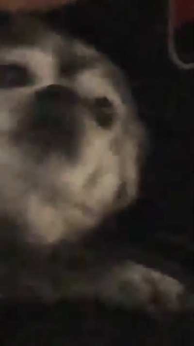 My deaf dog always does this when my mom comes home. (No idea how he &ldquo;heard&rdquo; her saying this)