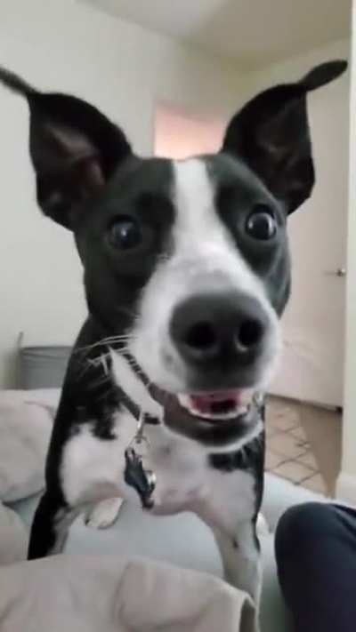 Walter jumping on the bed