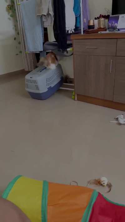 Is My Resident Cat Being Aggressive?