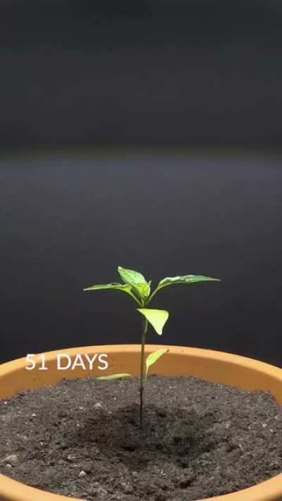 Growing jalape&ntilde;o (120 days in 42 seconds)