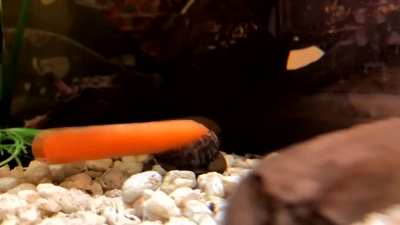 Snail carrot