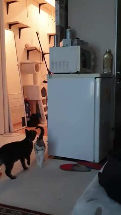 Cat getting a stuck toy for the kitten