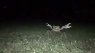 Mr krabs?