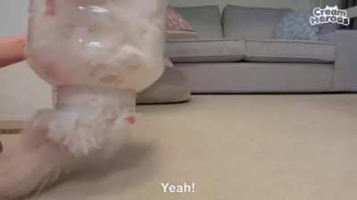Bottled cat, good for preservation in this time of crisis.