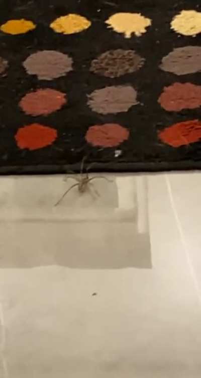 "Keep an eye on the spider while I get a cup"
