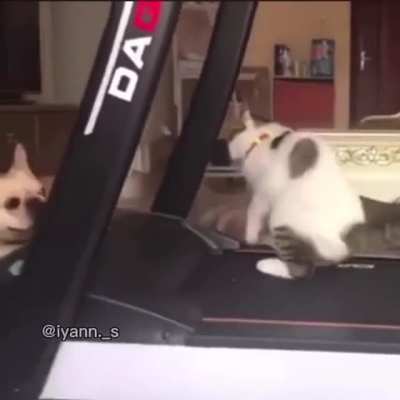 Frisky dog