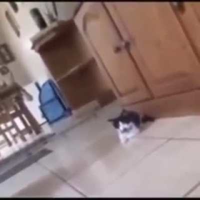 XD?