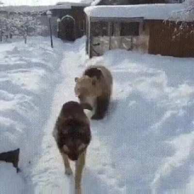 To startle the dog