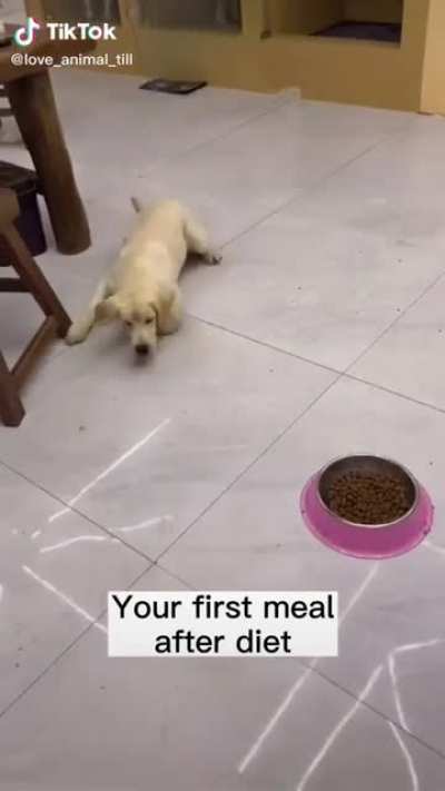 Dog after diet