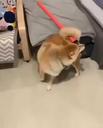 Bald Wolf