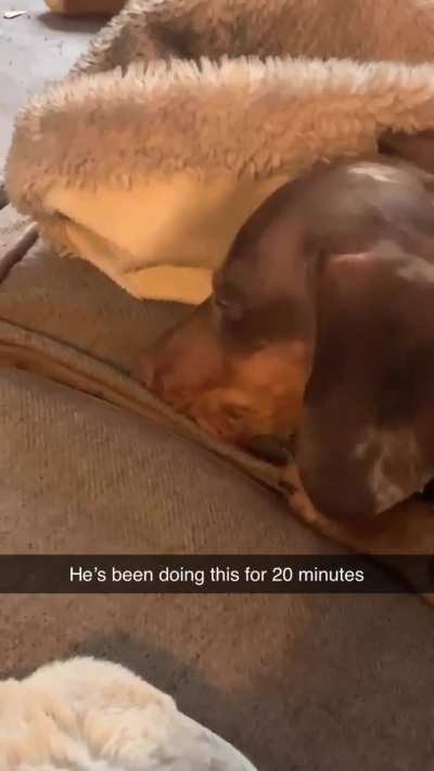 anyone else&rsquo;s dachshunds do weird things like this. 
