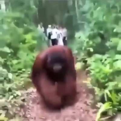 Ape.
