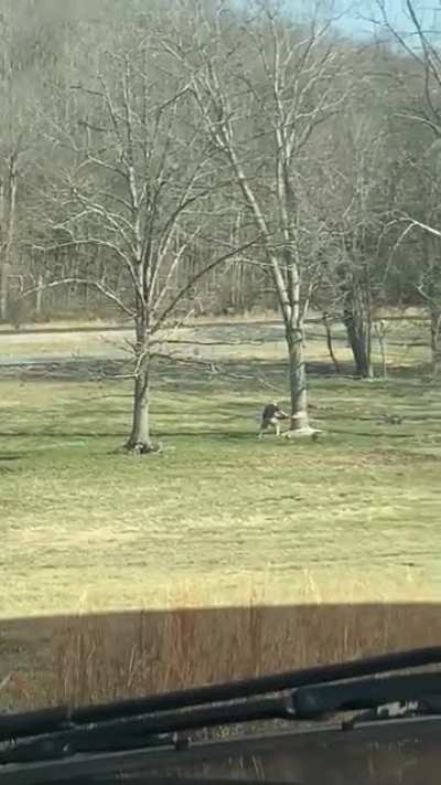 HMFT after I don&rsquo;t know how to cut down a tree
