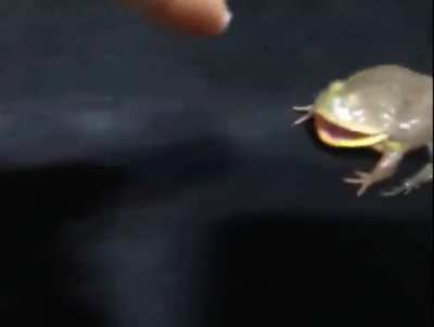 Froggle go &ldquo;EEEEEEE!&rdquo;