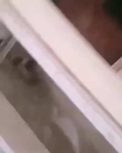 Playing with a grenade