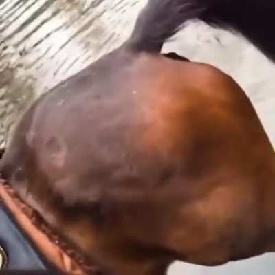 This horse making jokes.