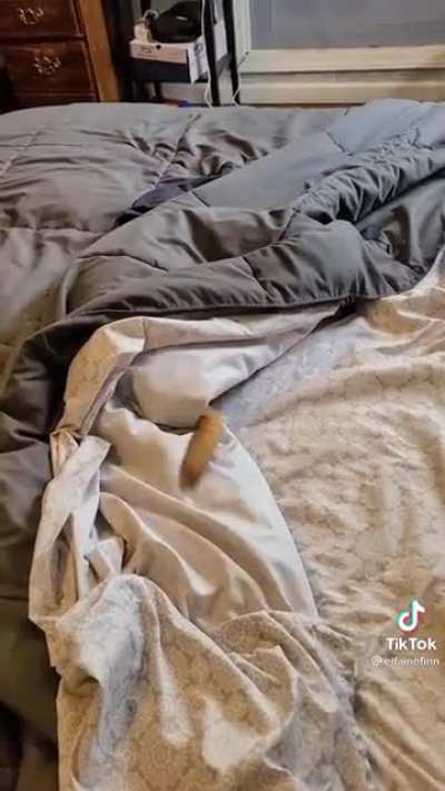 Wonder where my Winston is?