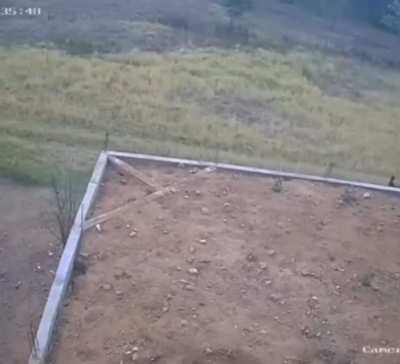 of horse