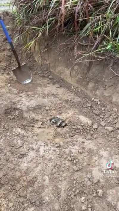 That fossil isn&rsquo;t quite ripe yet.