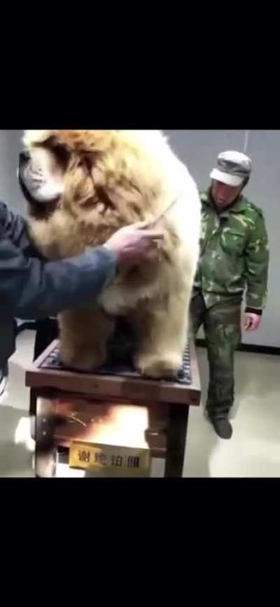 Floof