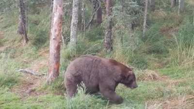 🔥 this absolute unit prepared himself quite well for hibernation, weighing an estimated 1,400lbs (635kg) 🔥