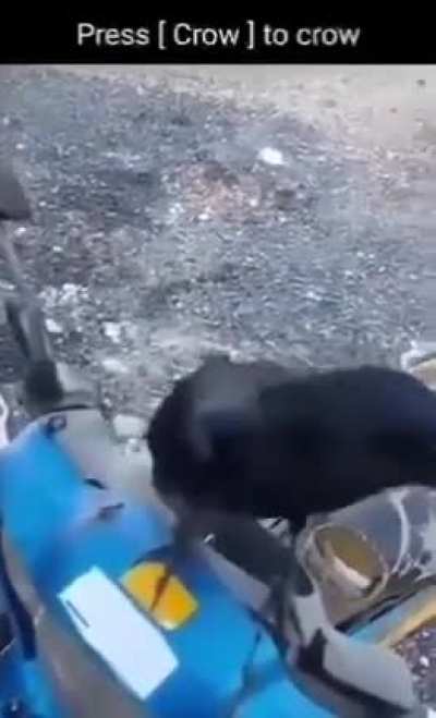 Crow Rule