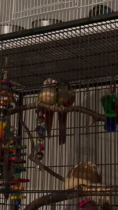 Amorous preens 😳